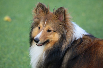 smart dog, Border Collie