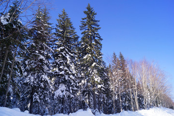 spruce forest in the snow