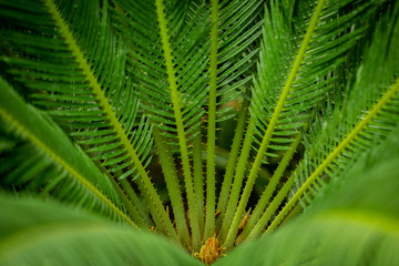 fern detail