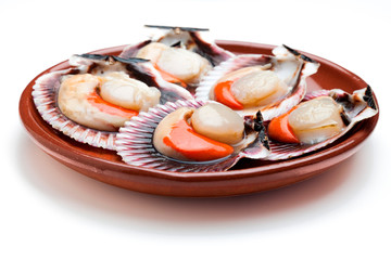 Scallops fresh, raw and clean on clay plate (zamburiñas)