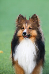 smart dog, Border Collie