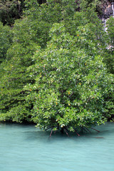 green tree in the garden, mangrove