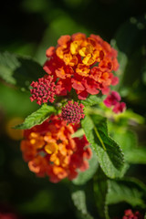 colorful tiny flowers