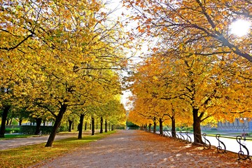 Colorful trees along walking path during Fall or Autumn with afternoon sunlight at The Hofgarten...