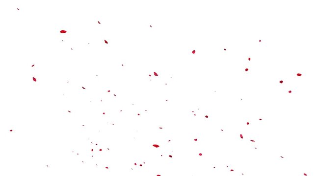 Red rose petals floating up in the air on  white and black background. 3D rendering (Alpha matte)
