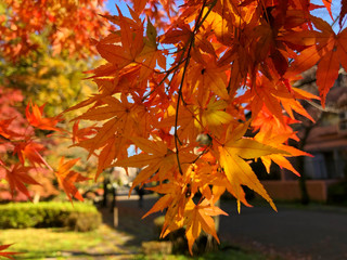 Colorful autumn leaves with shining sunlight 
