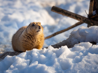 Black-tailed prairie dog (Cynomys ludovicianus)on snow