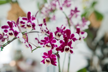 Fototapeta na wymiar orchid flower, beautiful flower nature background