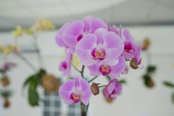 Plakat orchid flower, beautiful flower nature background