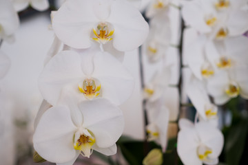 Obraz premium orchid flower, beautiful flower nature background