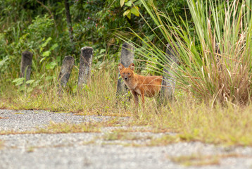 Dhole or Asian wild dogs walking to eat a deer carcass at Khao yai national park,Thailand