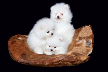 Zwergspitz ,  Pomeranian , Welpen
