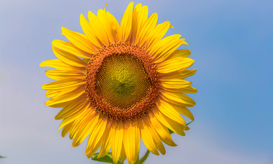 Obraz premium Sunflower bloomin, sunfllower sky background.