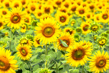 Fototapeta na wymiar Sunflower bloomin, Sunny bright yellow sunflower background.