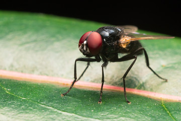 House fly on green leaf