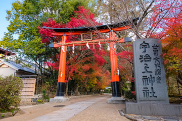 京都 宇治上神社 秋