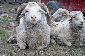 Naklejka premium Ram, sheep, with a large horns lying on the grass, Sakteng village, eastern Bhutan 