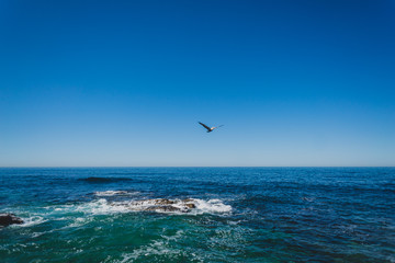 seagull on the beach