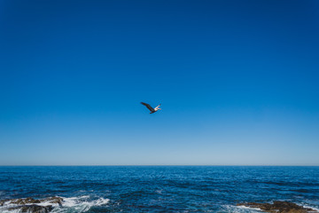 Fototapeta na wymiar seagull flying over the ocean