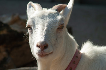 Fototapeta premium マリーゴールドの花壇