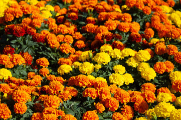 Fototapeta premium マリーゴールドの花壇25