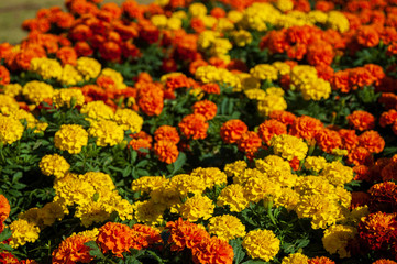 マリーゴールドの花壇20