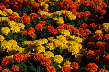 マリーゴールドの花壇18