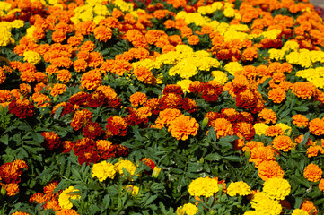 マリーゴールドの花壇10