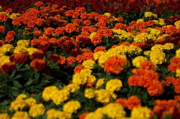 マリーゴールドの花壇05