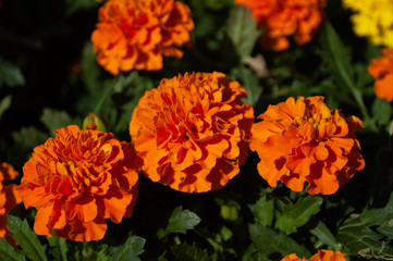 マリーゴールドの花壇03