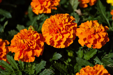 マリーゴールドの花壇02