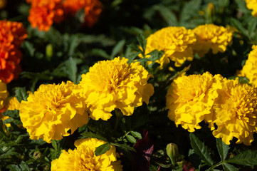 マリーゴールドの花壇01