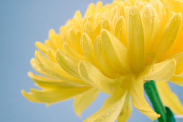 Obraz premium Macro of yellow flowers background