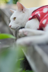 Portrait of white cat with red cloth lay down on concrete wall and looking up