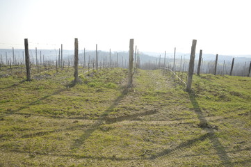 Obraz premium Vineyards on the hill - Country road among the vineyards