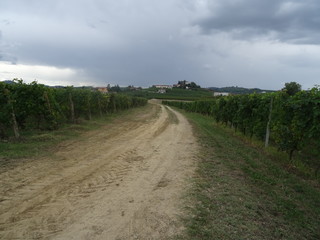 Country road with bushes and vineyards around
