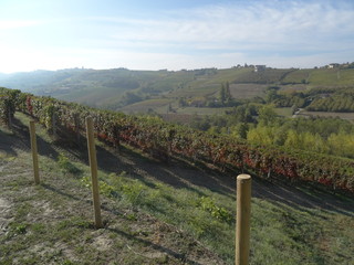 Vineyards on the hill - Country road among the vineyards