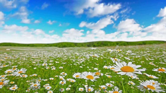 summer landscape. 4K. FULL HD, 4096x2304.