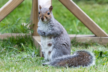 Lactating mother grey squirrel