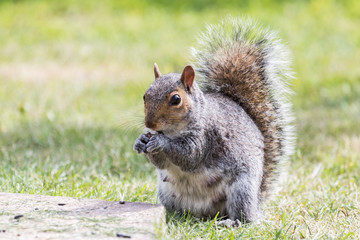 Lactating mother grey squirrel