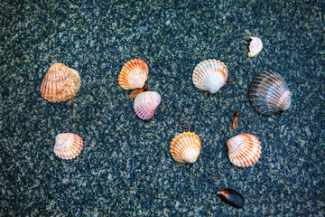 ocean shells on the black background