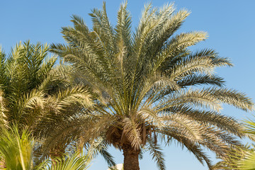 Branches of date palms under blue sky in Summer