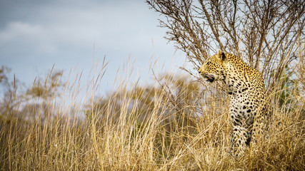 leopard in kruger national park, mpumalanga, south africa 20