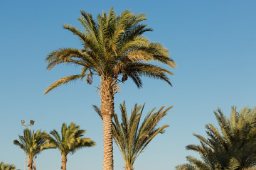 Branches of date palms under blue sky in Summer
