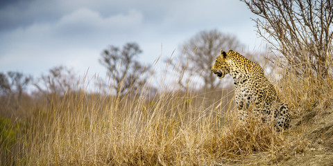 leopard in kruger national park, mpumalanga, south africa 47
