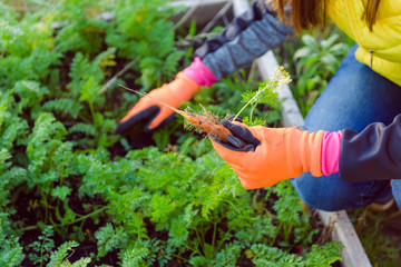 Fototapeta premium Farmer holds carrots in his hands. Collecting harvest: orange carrot in hands of female farmer. Close-up of carrots harvested from the garden. Concept of healthy eating