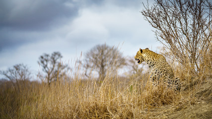 leopard in kruger national park, mpumalanga, south africa 83