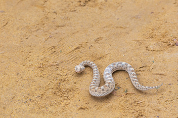 Fototapeta na wymiar Closeup view of snake on desert sand background. Horizontal color photography.