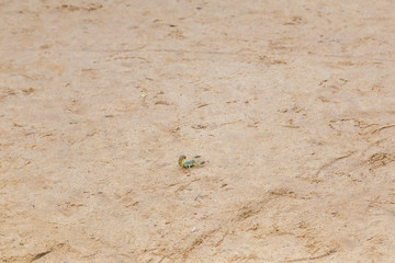 Fototapeta na wymiar Dangerous alive scorpion on sand background. Horizontal color photography.