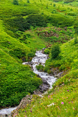 Fototapeta na wymiar mountain stream flows over stones in a green valley